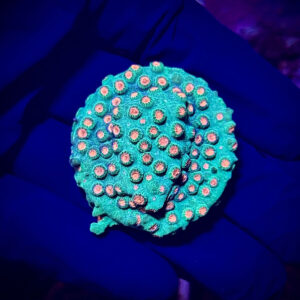 Cyphastrea Green-Orange - Цифастрея Зелено-Помаранчева