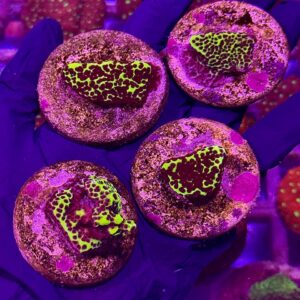 Montipora Incredible Hulk - Монтіпора (Неймовірний Халк)