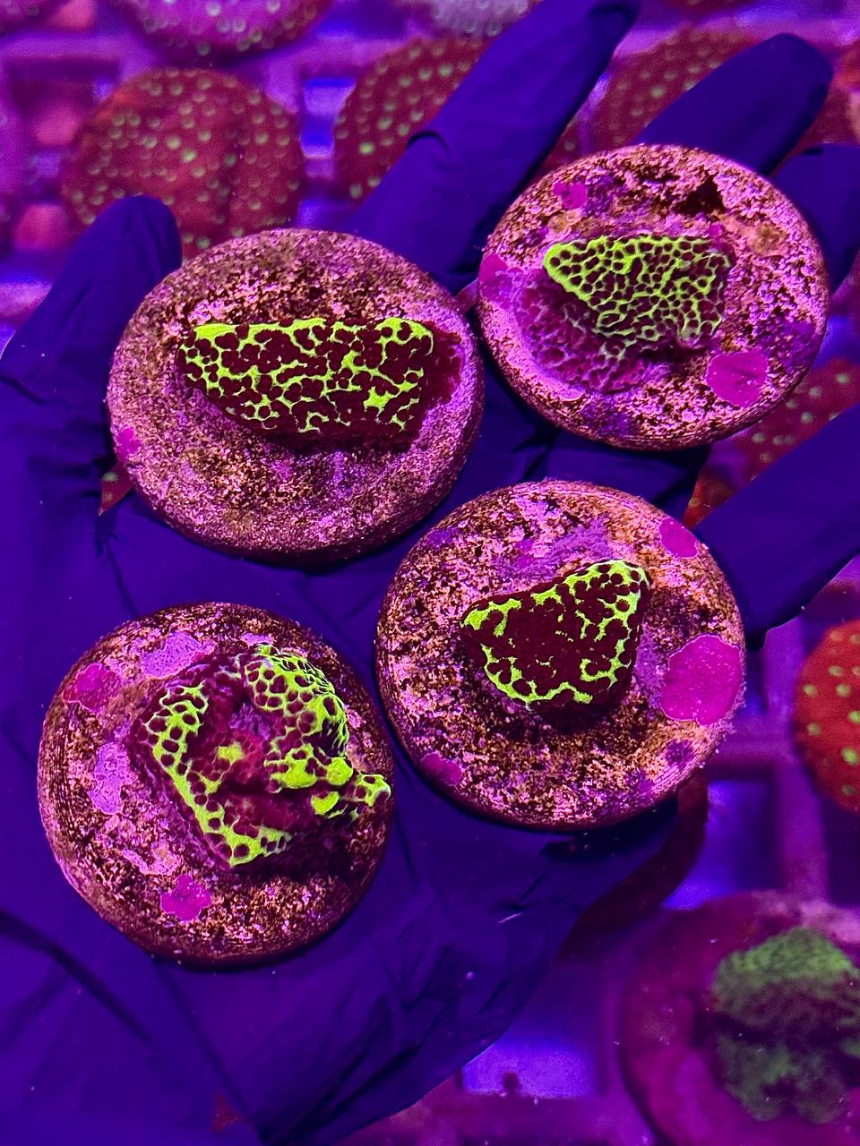Montipora Incredible Hulk - Монтіпора (Неймовірний Халк)
