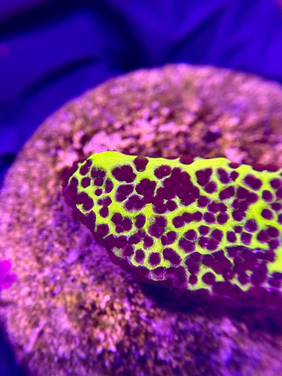 Montipora Incredible Hulk - Монтіпора (Неймовірний Халк) - Зображення 2