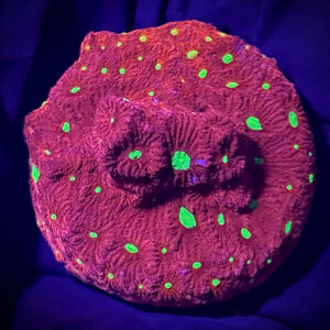 Favites Pentagona Bright-Red – Фавітес Пентагона