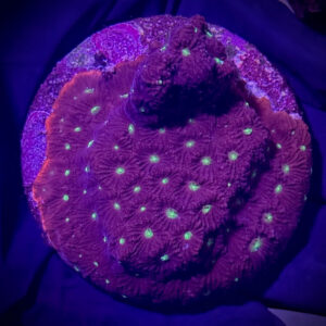 Favites Pentagona Red – Фавітес Пентагона