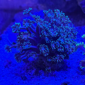 Goniopora Green - Гоніопора Зелена