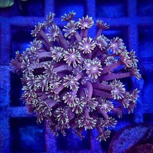 Goniopora Green - Гоніопора Зелена