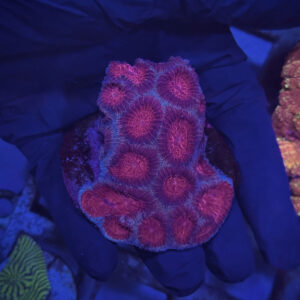 Favia spp. - Фавія