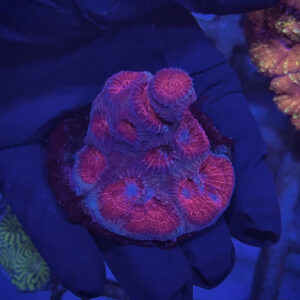 Favia spp. - Фавія