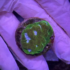 FAVIA LIME BLUE EYE - ФАВІЯ