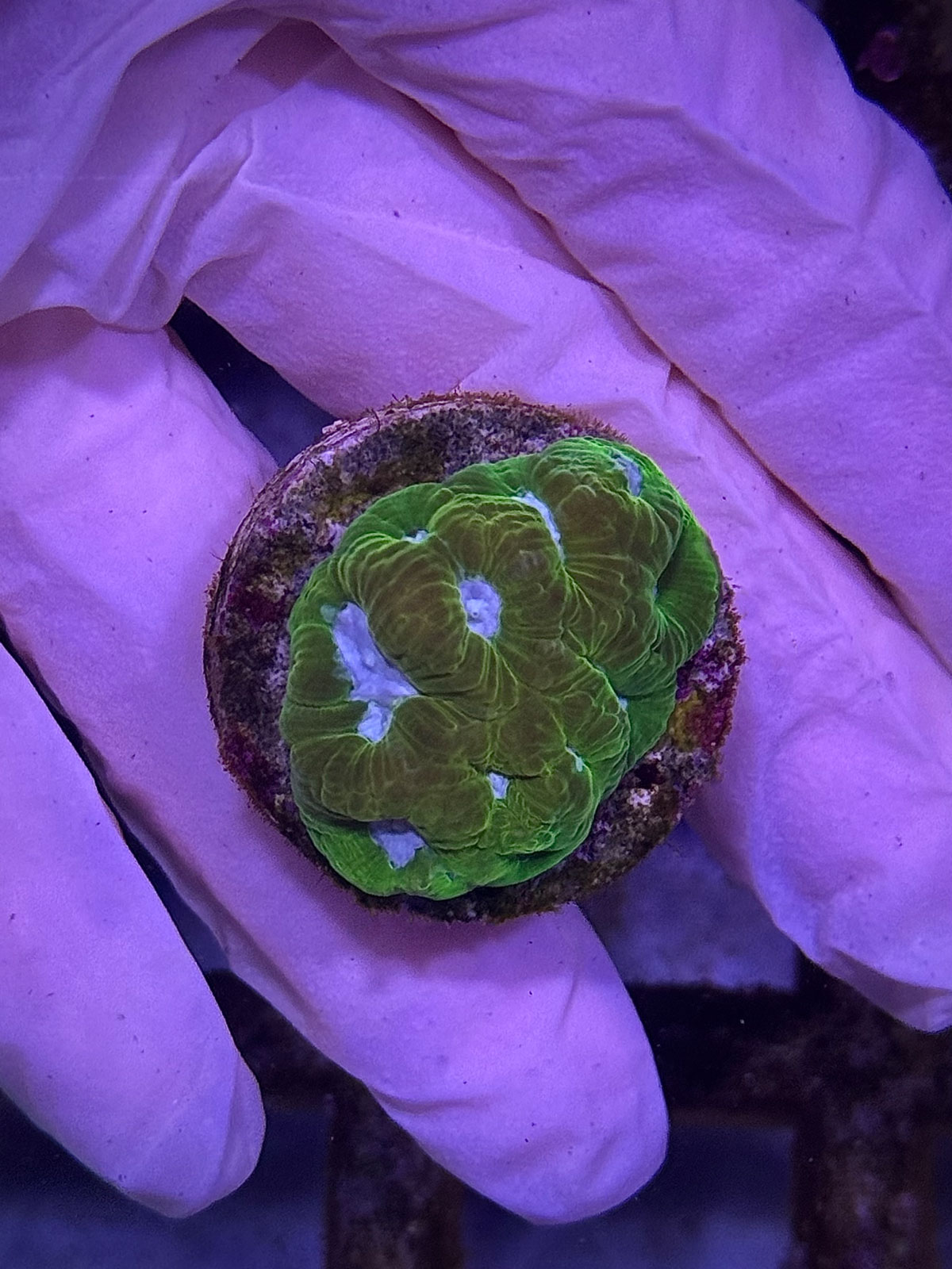 FAVIA LIME BLUE EYE - ФАВІЯ