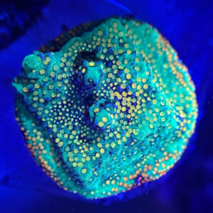 Montipora green - Монтіпора зелена