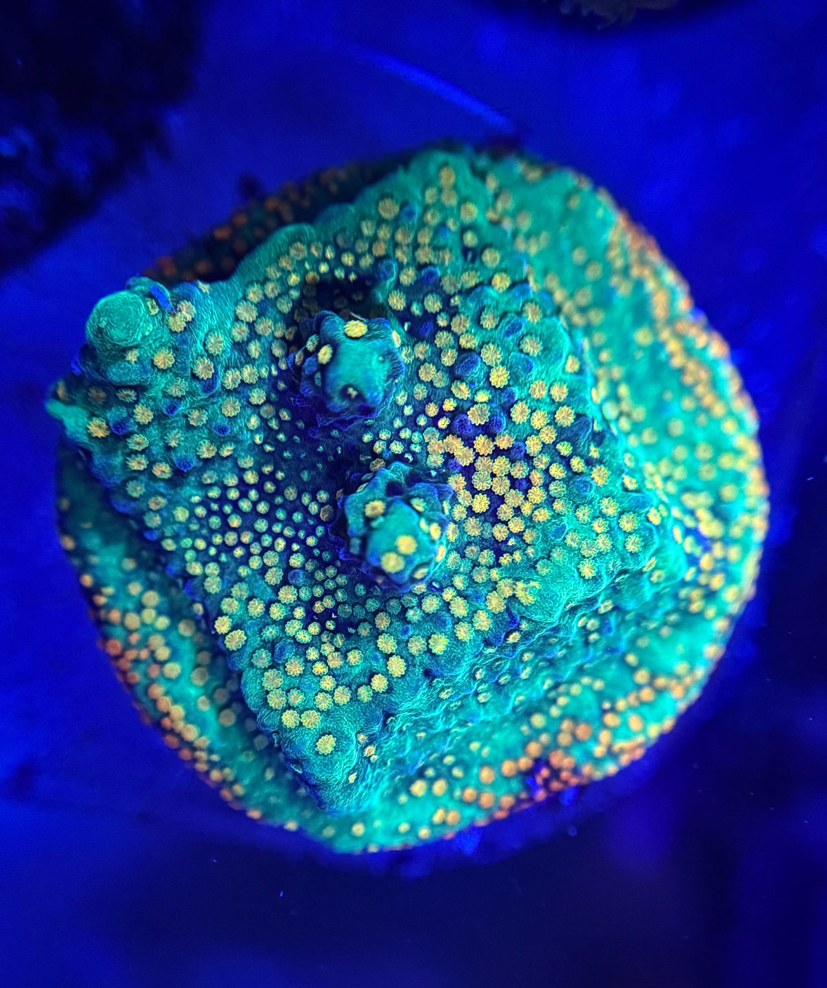Montipora green - Монтіпора зелена