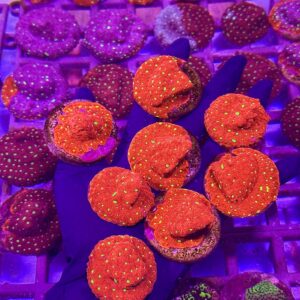 Favites Pentagona Bright-Red – Фавітес Пентагона