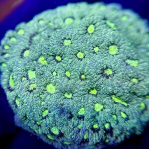 Favites sp. 'Green War'– Фавітес