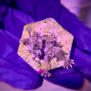 Clavularia spp - Клавулярія