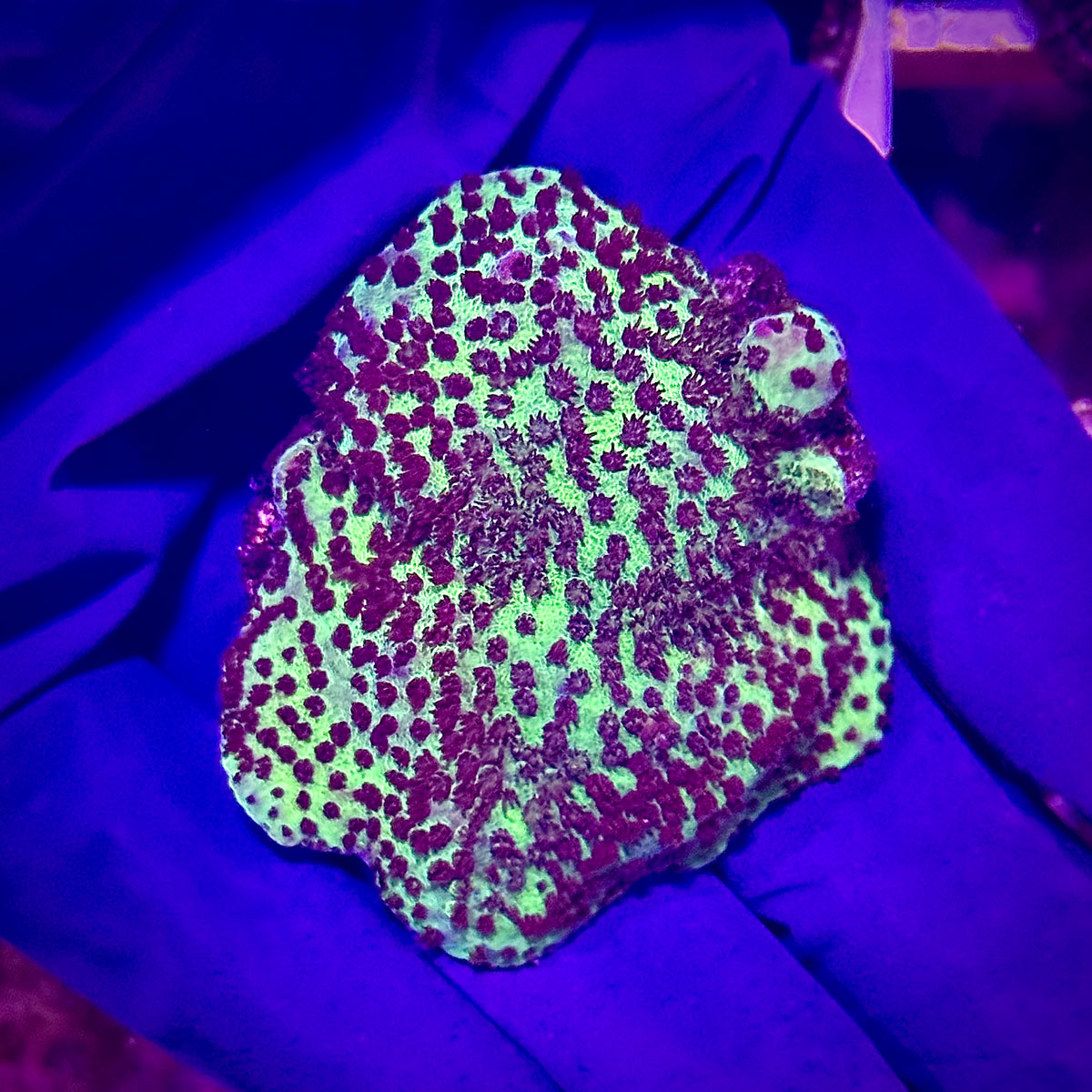 Montipora spp. - Монтіпора - Зображення 3