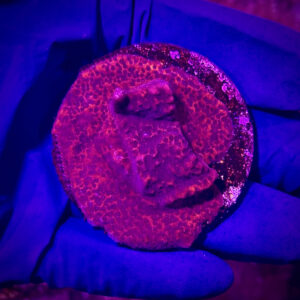 Montipora spp. - Монтіпора