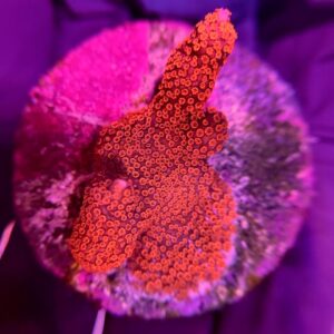 Montipora Digitata Red - Монтіпора