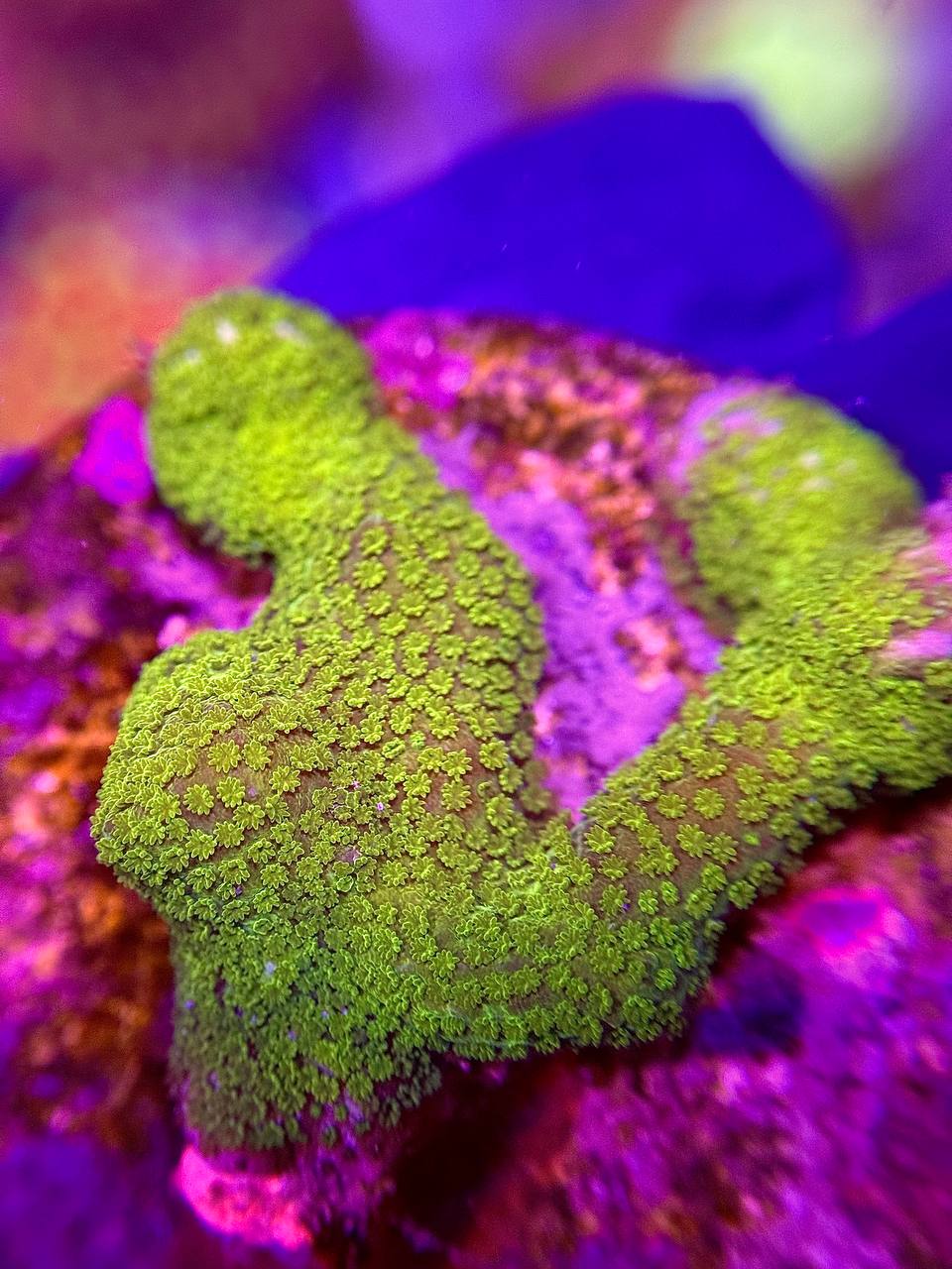 Montipora Jeremy’s Green - Монтіпора