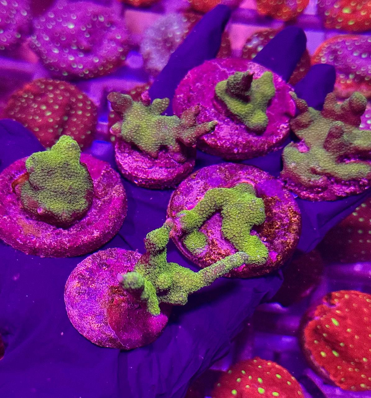 Montipora Jeremy’s Green - Монтіпора - Зображення 2