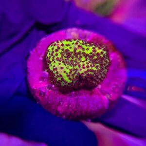 Montipora Neon Spongodes - Монтіпора