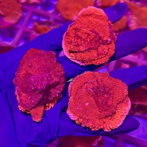 Montipora Super Red - Монтіпора