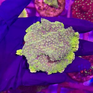 Montipora Lime Green Plating - Монтіпора