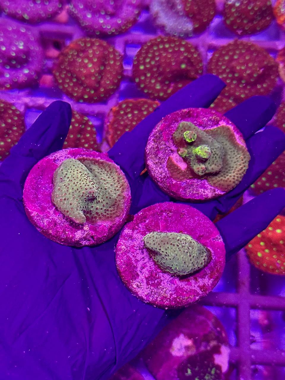 Montipora spp. - Монтіпора - Зображення 2