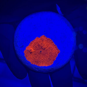 Discosoma sp Mushrooms Red - Дискосома