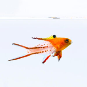 Bodianus anthioides (S)