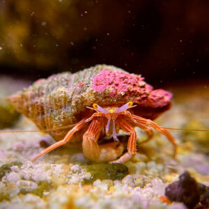 Clibanarius striolatus - рак-відлюдник