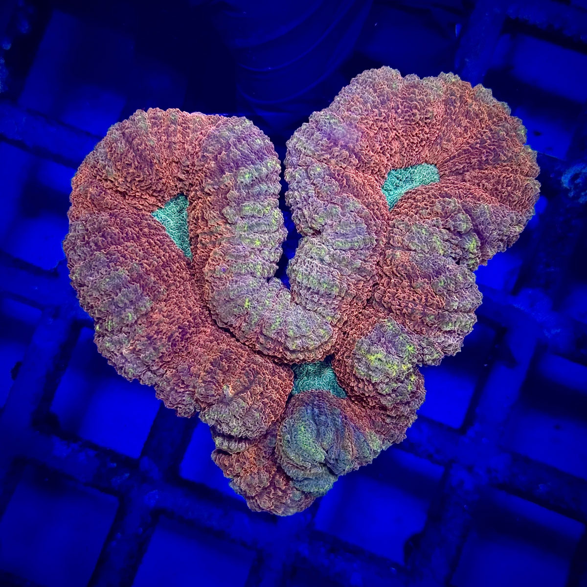 Lobophyllia Bicolor Red - Лобофілія