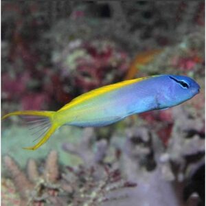 Meiacanthus atrodorsalis  собачка візерункова