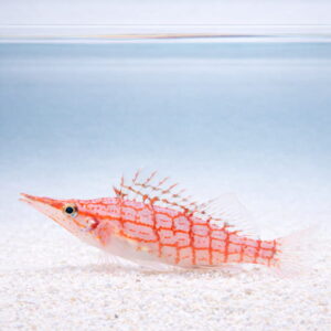 Oxycirrhites typus (M) Довгоносий кудрепер