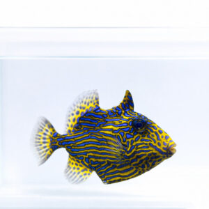Pseudobalistes fuscus Спиноріг Фускус