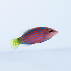 Pseudocheilinus hexataenia (M)  Губан піжама
