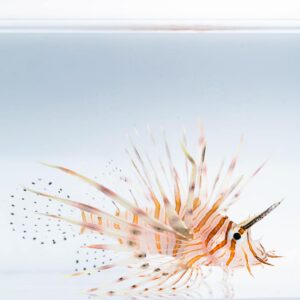 Pterois volitans Крилатка
