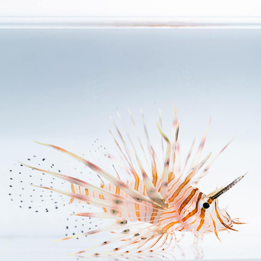 Pterois volitans Крилатка
