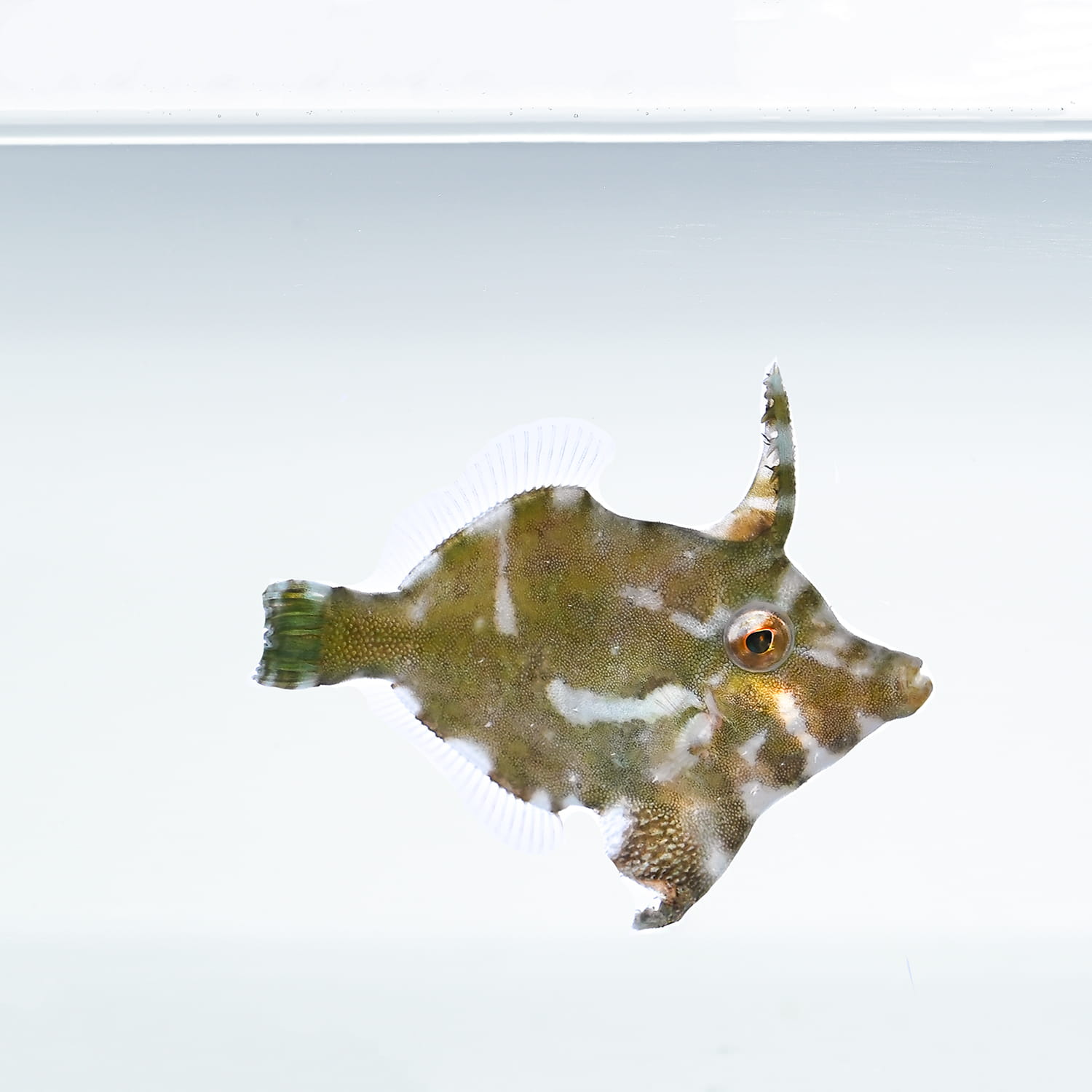 Acreichthys tomentosus - Акреіхт