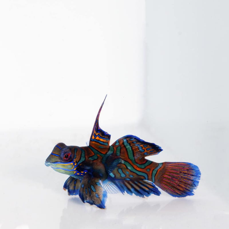 Synchiropus splendidus - Мандаринка глянцева