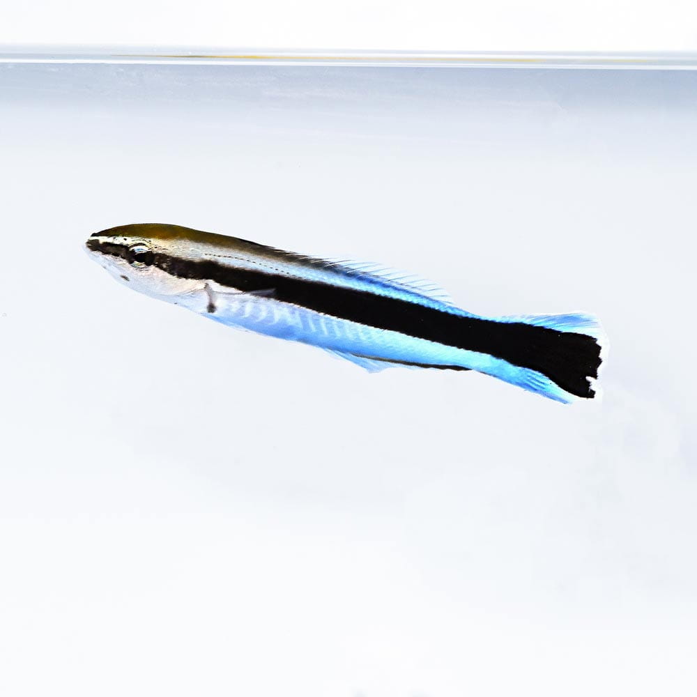 Labroides dimidiatus (M) Губан-лікар