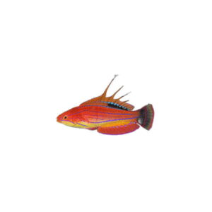 Paracheilinus carpenteri