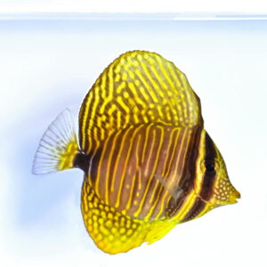Zebrasoma desjardinii -Зебрасома  Дежардена(15-17 см)