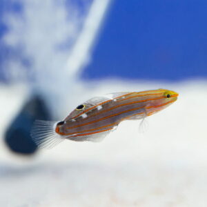 Amblygobius rainfordi - Бичок Рейнфорда, бичок-клоун