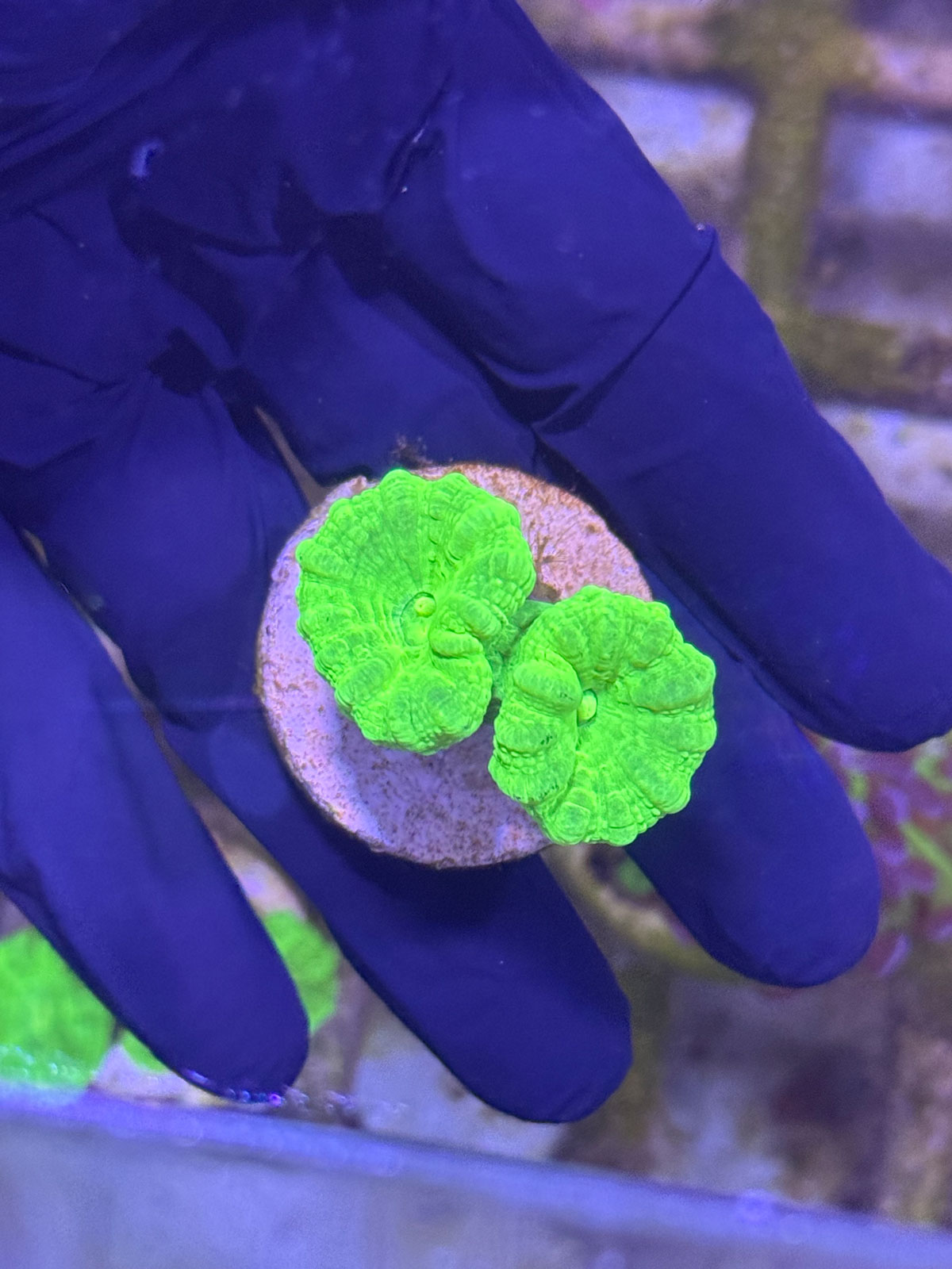CAULASTREA FLUO GREEN - Кауластрея - Зображення 2