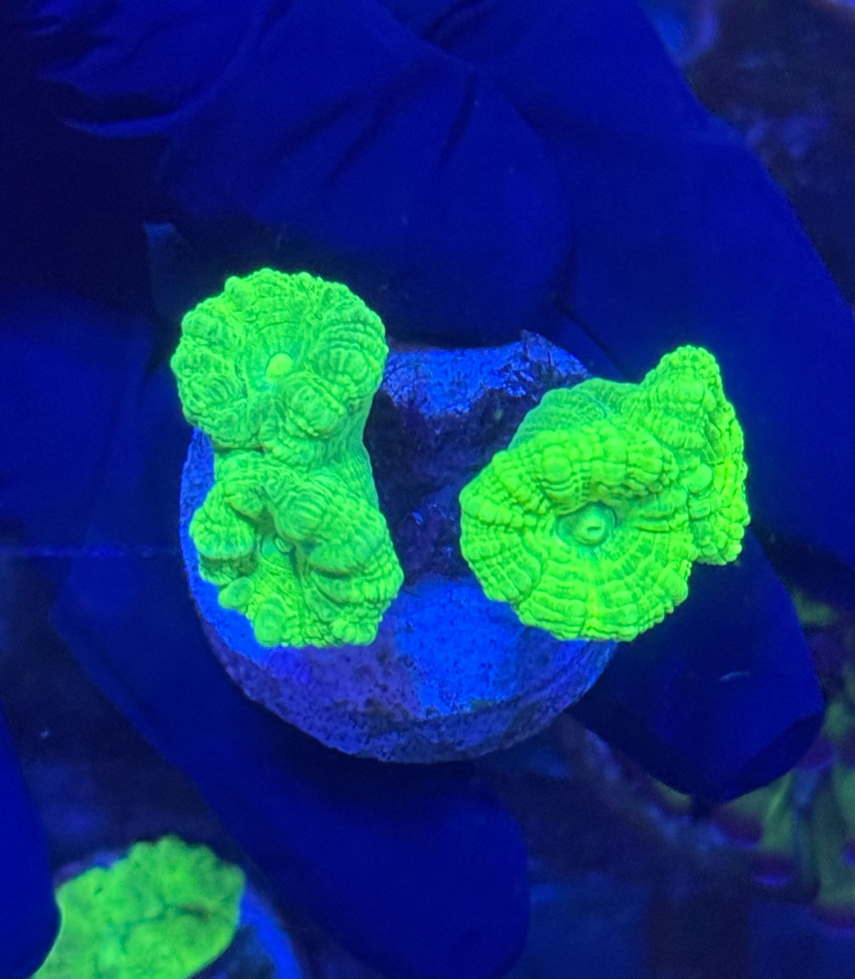 CAULASTREA FLUO GREEN - Кауластрея