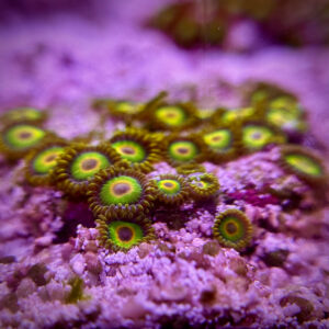 Zoanthus spp - Зоантус кольоровий