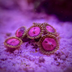 Zoanthus spp - Зоантус рожевий