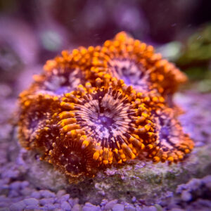 Zoanthus spp - Зоантус помаранчевий