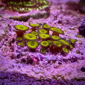 Zoanthus spp - Зоантус