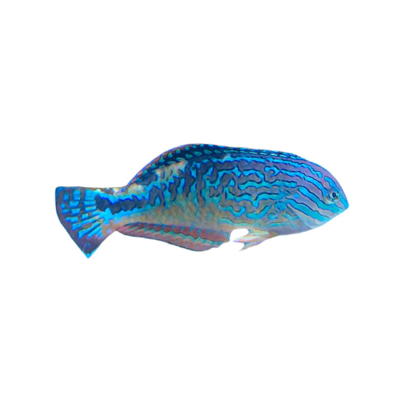 Macropharyngodon bipartitus(самець)