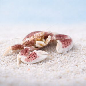 Neopetrolisthes sp. - краб порцеляновий